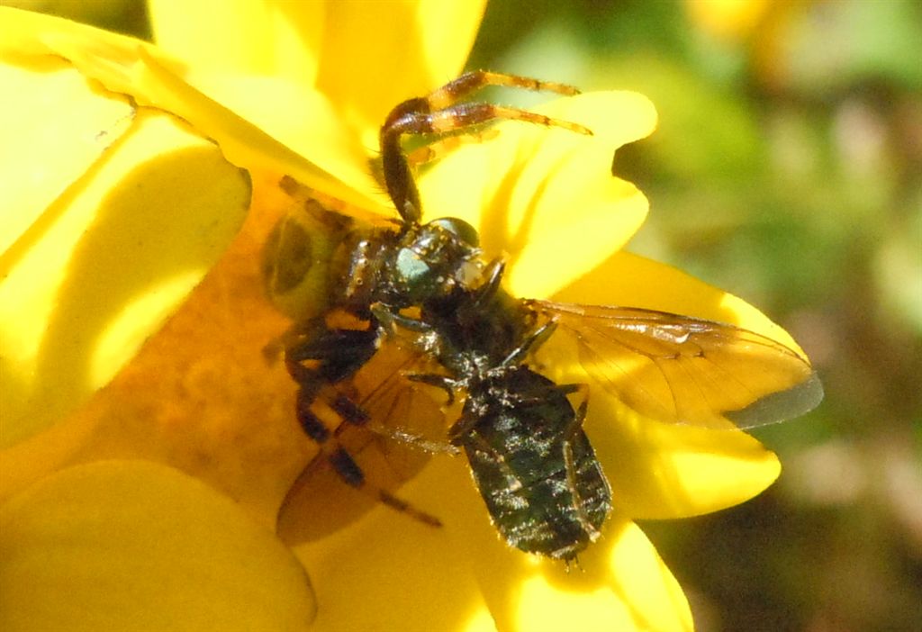 Synema globosum a caccia - Bacoli (NA)